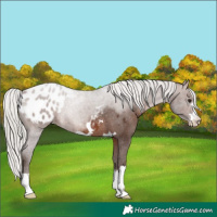 Horse Color:Silver Brown Appaloosa
