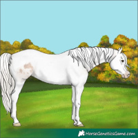 Horse Color:Silver Brown Dun Splash Tobiano Appaloosa 