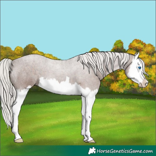 Horse Color:Silver Black Splash