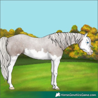 Horse Color:Silver Black Splash 