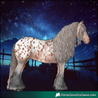 Horse Color:Bay Appaloosa  and Bay Appaloosa 