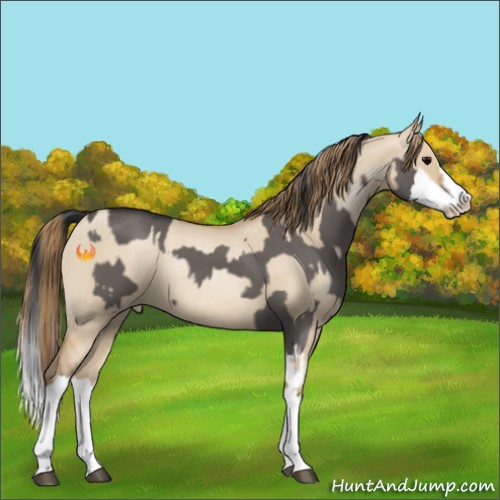 Horse Color:Grullo Sabino Splash  and Grullo Pearl Sabino Splash 