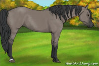Horse Color:Grullo Rabicano