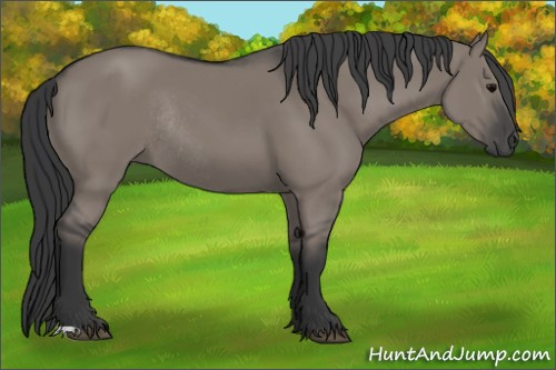 Horse Color:Grullo Rabicano 