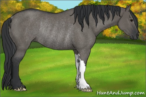 Horse Color:Grullo Rabicano 