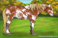 Horse Color:Painted White Spotted Silver Bay Rabicano