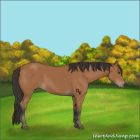 Horse Color:Bay 