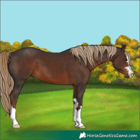 Horse Color:Liver Chestnut 