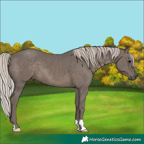 Horse Color:Silver Black 
