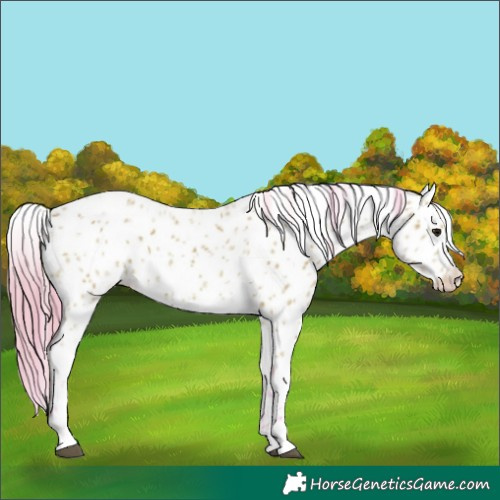 Horse Color:Watercolor White Spotted Bay Ice Appaloosa 