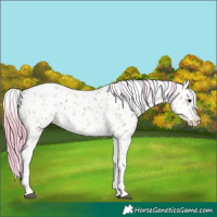 Horse Color:Watercolor White Spotted Bay Ice Appaloosa 