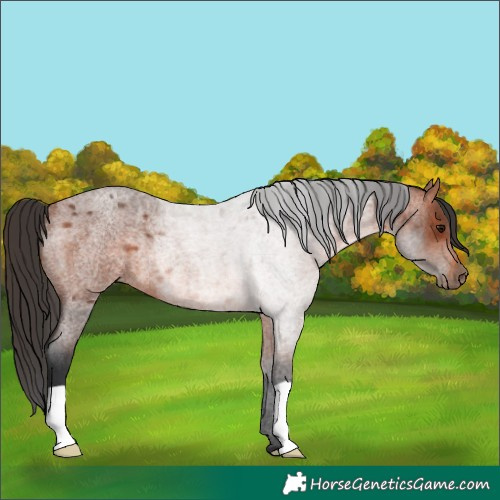 Horse Color:Bay Roan Rabicano 