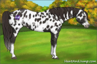 Horse Color:Liver Chestnut Sabino Splash Appaloosa  and Liver Chestnut Sabino Splash Frame Appaloosa 