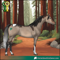 Horse Color:Brown Dun Tobiano 