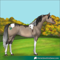 Horse Color:Brown Dun Tobiano Rabicano 