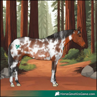 Horse Color:White Spotted Brown Rabicano 