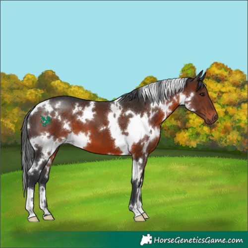 Horse Color:White Spotted Brown