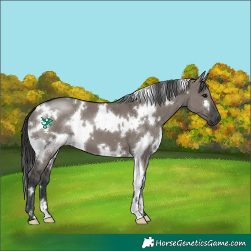 Horse Color:White Spotted Grullo