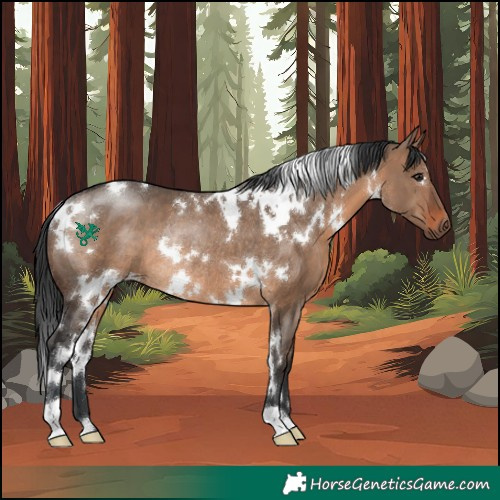 Horse Color:White Spotted Brown Dun Rabicano 