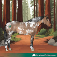 Horse Color:White Spotted Brown Dun Rabicano