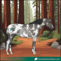 Horse Color:White Spotted Grullo Rabicano