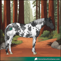 Horse Color:White Spotted Black Rabicano 