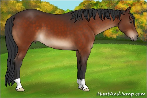 Horse Color:Brown 