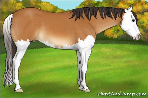 Horse Color:Buckskin Splash 