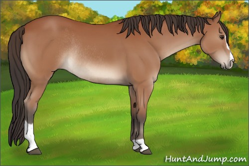 Horse Color:Bay Sabino Rabicano 