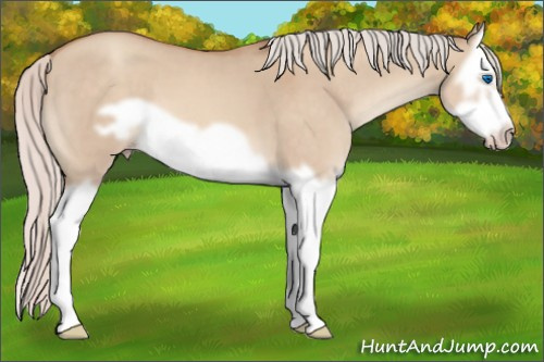 Horse Color:Silver Sable Champagne Dun Splash Frame 