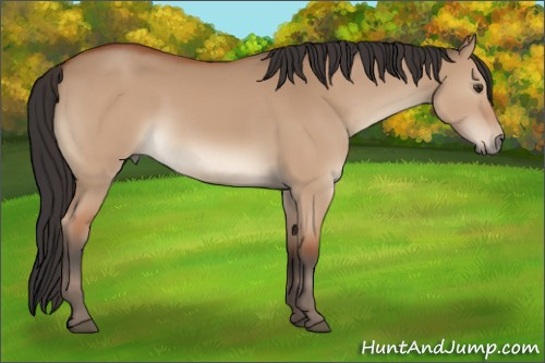 Horse Color:Bay Dun 
