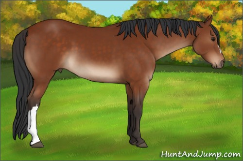 Horse Color:Brown 