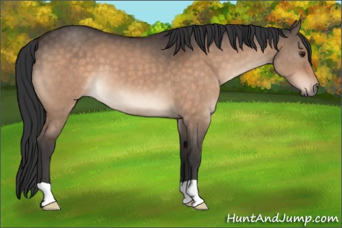Horse Color:Brown Dun 