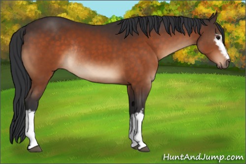 Horse Color:White Spotted Brown Rabicano 