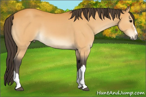 Horse Color:Buckskin 