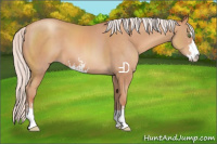 Horse Color:Silver Sable Champagne Sabino 