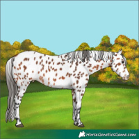 Horse Color:Bay Appaloosa 