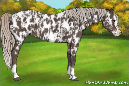 Horse Color:Silver Black Sabino Splash Appaloosa  and Silver Black Sabino Splash Appaloosa 