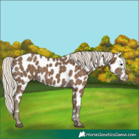 Horse Color:Silver Smoky Black Appaloosa 