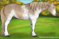 Horse Color:White Spotted Red Dun 