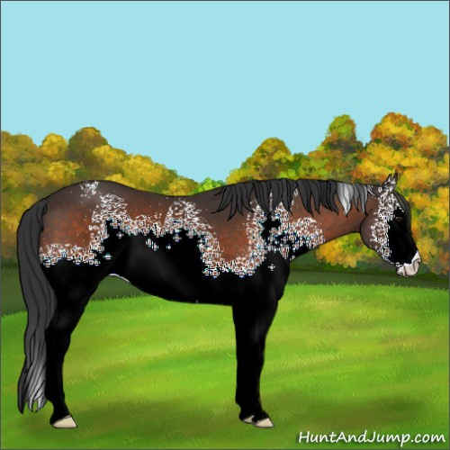 Horse Color:White Spotted Brown 