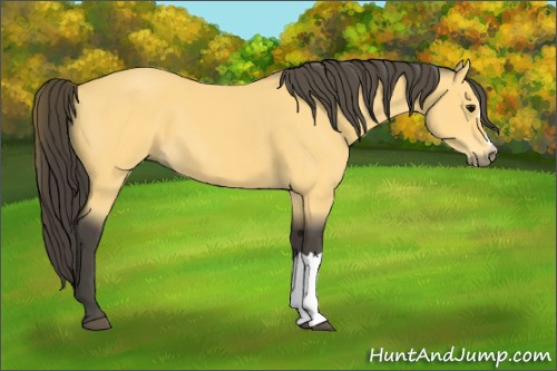Horse Color:Buckskin 