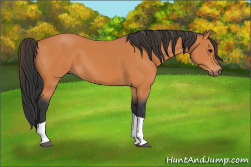 Horse Color:Bay Tobiano 