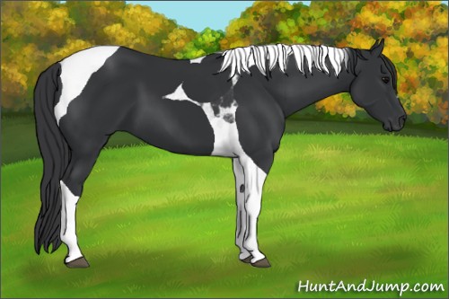 Horse Color:Black Tobiano
