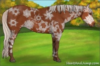 Horse Color:Void Silver Bay Ice Roan 