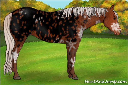 Horse Color:Void Silver Bay Ice Roan Near Leopard