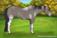 Horse Color:White Spotted Grullo Sabino