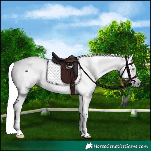 Horse Color:Gray Silver Classic Champagne Dun 