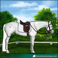 Horse Color:Gray Silver Classic Champagne Dun