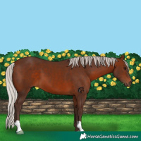 Horse Color:Silver Brown